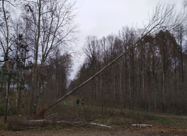 Ćwiczenia z zakresu usuwania skutków wiatrołomów